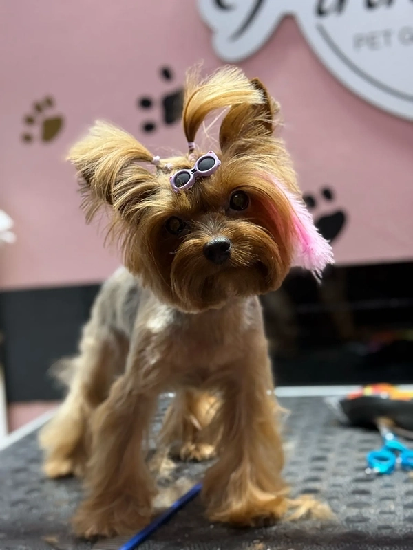 Pink Pouf Pet Kuaför