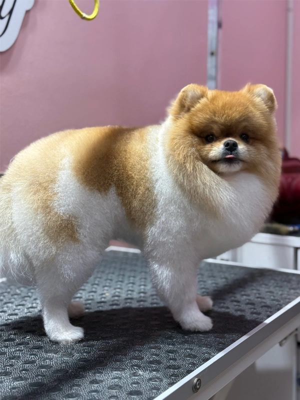 Pink Pouf Pet Kuaför